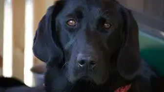 Video thumbnail for Labrador Retriever Dog Breed Guide