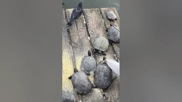 Video thumbnail for Turtles can live up to 50 years or more🤔🤨😉#shorts