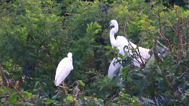 Video thumbnail for Black & White bird a lot