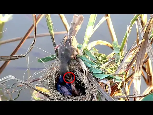 Video thumbnail for Bird Catch Insect To Eat & Feed Food to babies in Nest  [ @ViralBirdNest  ]