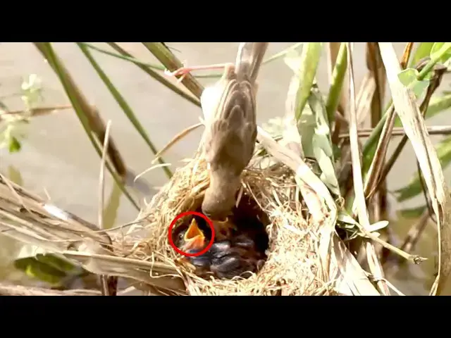 Video thumbnail for Bird Catch insect or worm to eat in nest with babies wait  [ @ViralBirdNest  ]