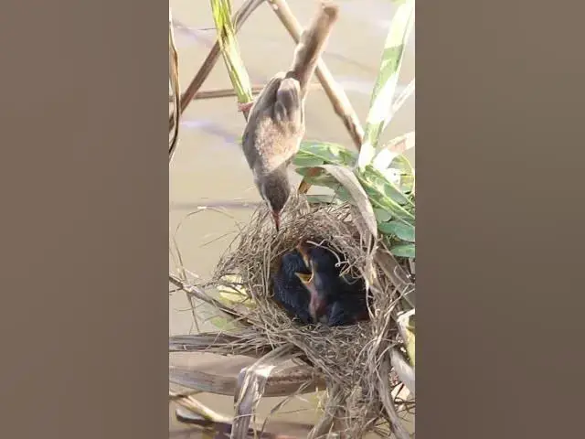 Video thumbnail for Bird Cries Eating #birdwatching #shortbird #birds #shortvideo #bikelover #birdnest #catchbird