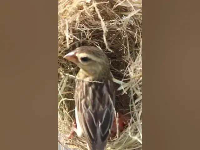 Video thumbnail for #birdspotting #birdslover #birdwatch #birdwatching #nature #birdfeeding #birdsounds  #nest #birds