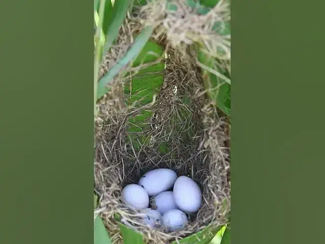 Video thumbnail for A Lot of Egg Golden Bird    #animals #nature #birds #bird #pets #aviary #cute #animal #pet #birdsoun