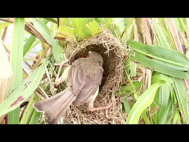 Video thumbnail for Sparrow's Hungry Wait: Bay's Golden Bird Awaits Feed // Golden Sparrow's Waiting for Bay's Feed