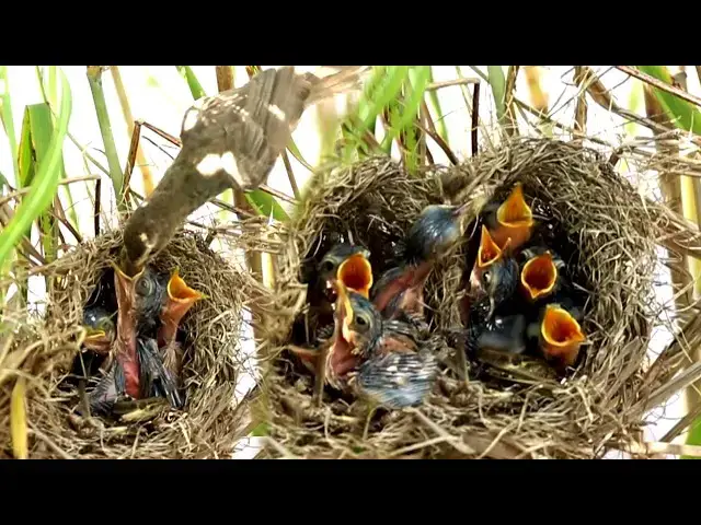 Video thumbnail for Mother Bird Grown Sparrow Feed babies Cries Feed in nest after back catch food  [ @ViralBirdNest ]