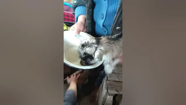 Video thumbnail for Can goats drink milk? #shorts