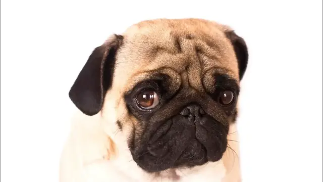 Video thumbnail for Pug Dog Breed: Pros & Cons