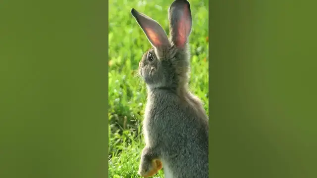 Video thumbnail for Grey rabbit😘#shorts