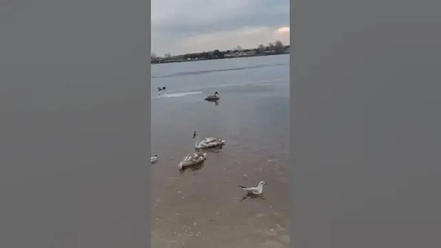 Video thumbnail for How do birds survive in the winter?#shorts