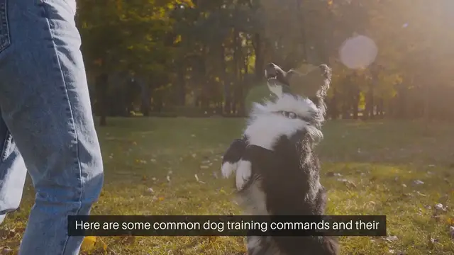 Video thumbnail for Dog Training Commands