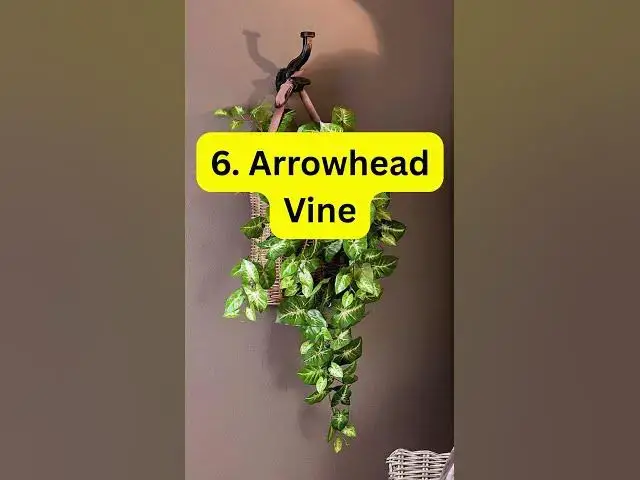 'Video thumbnail for 10 Best Indoor Hanging Plants for Maximizing Vertical Space'