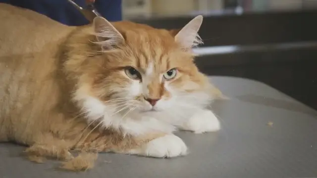 Video thumbnail for Why Does My Cat Look So Skinny After Being Spayed?