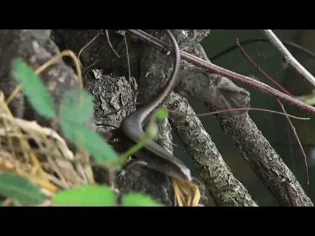 Video thumbnail for Black wild lizard stay to wait catch food
