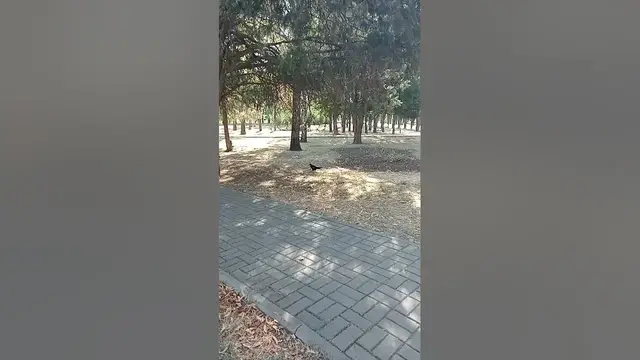 Video thumbnail for Curious crow.😍😘🥰#shorts