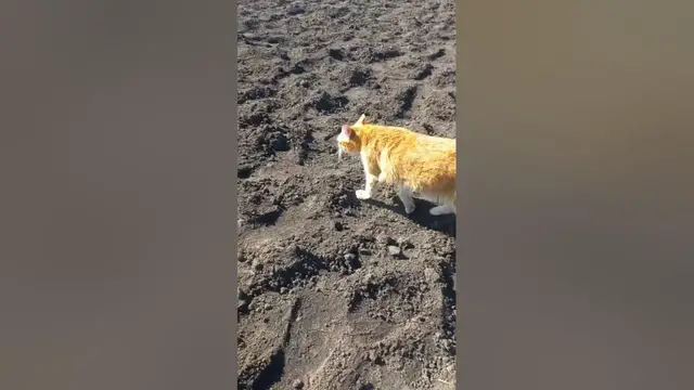 Video thumbnail for Female ginger cats are very rare because of genetics.🤔🤨😗#shorts