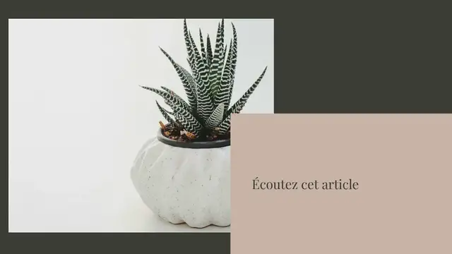 Video thumbnail for Comment cultiver avec succès des Aloe Vera à la maison ?