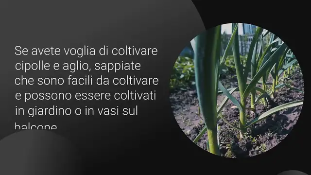 Video thumbnail for Come coltivare cipolle e aglio in una vecchia scatola di polistirolo: molto facile