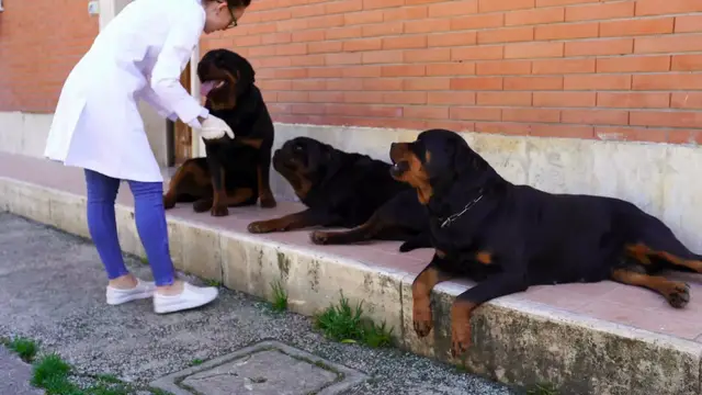 'Video thumbnail for Aggression Dog size '