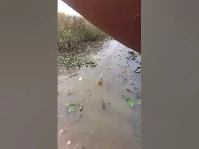 Video thumbnail for Cast net Catch Fish A lot #fish #viralfish #catchingfish #fishgrill #friedfish #redfish