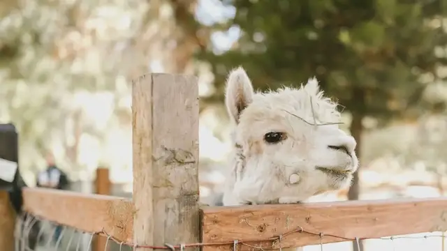 'Video thumbnail for Whats The Difference Between Llamas and Alpacas'