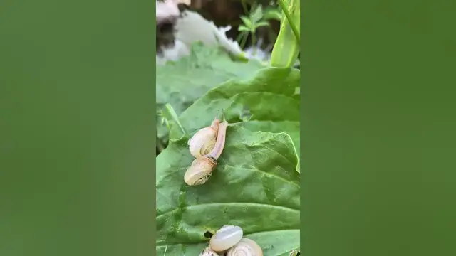 Video thumbnail for Cute snails😍😘🥰#shorts