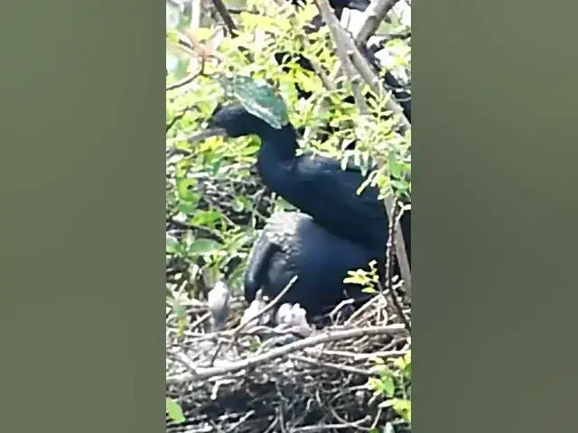Video thumbnail for All Wild Bird Catch #Cries #Feed #Eat #Nest #BirdNest #BabyBirds #BirdCries #FeedingTime #Nesting