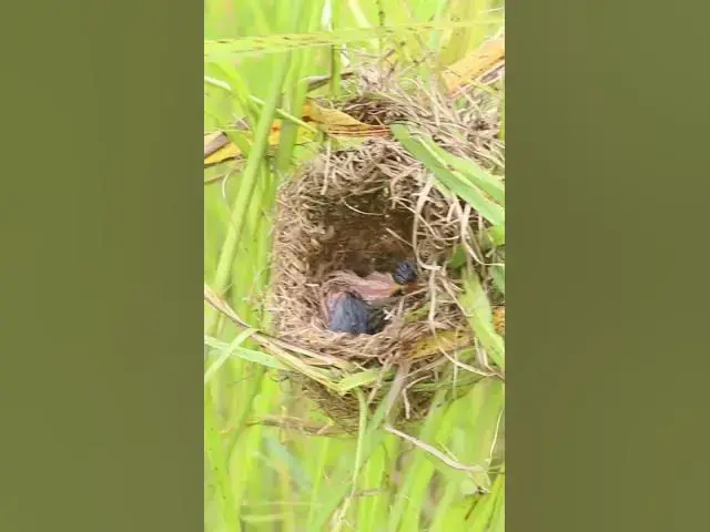 Video thumbnail for Grown Babies Wild Bird AP#008  #Nesting #BirdBehavior #BirdWatching #NatureLovers #Wildlife #Birds