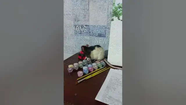 Video thumbnail for Are Rats Cuddly Pets?