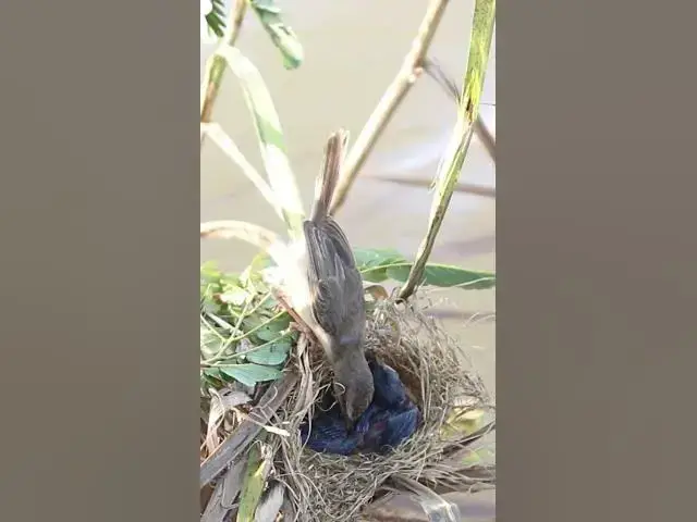 Video thumbnail for bird cries eat hungry food #birds #birdslover #bird #nest #nestbird #birdcries #feedshorts #feedbird