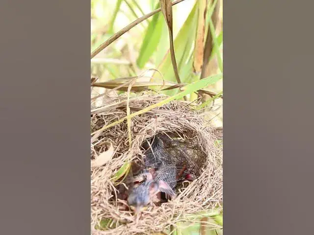 Video thumbnail for Babies Sleep  bird #birds #nature #shortvideo #viralvideo #bird #farming #wild  #finchbird #babybird