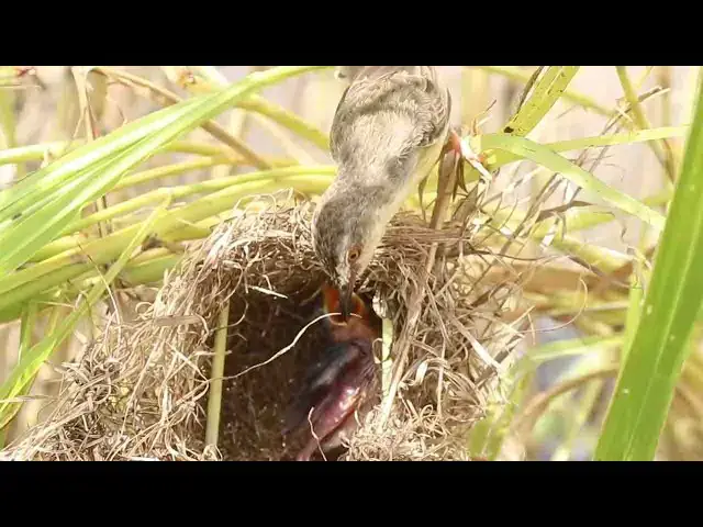 Video thumbnail for Babies Widl Grown Bird Wait Eat Food in Nest When Mother Bird Come Back Catch Food