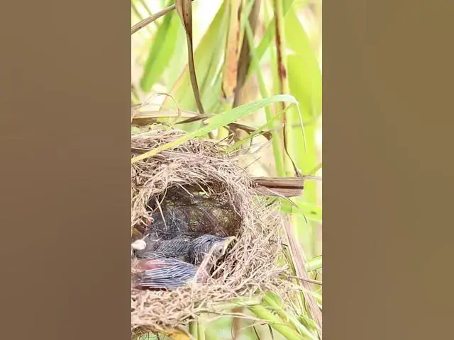 Video thumbnail for Mom taking care babies bird#birds #nature #shortvideo #viralvideo #birds #farming #wild  #finchbird