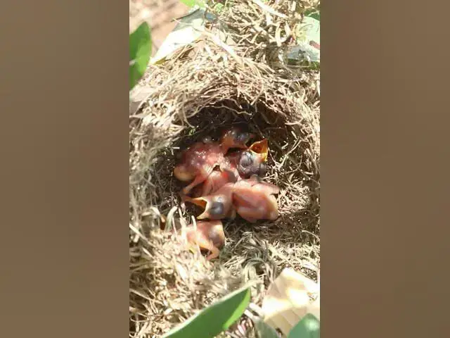 Video thumbnail for Big Babies Bird #birds #birdslover #bird #nest #nestbird #birdcries #feedshorts #feedbird