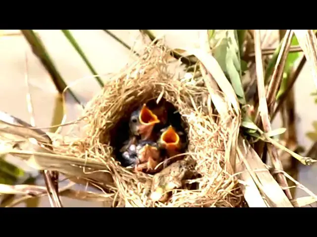 Video thumbnail for Grown Rice Bird Catch Food & Insect To Babies Wild Bird in Nest  [ @ViralBirdNest ]