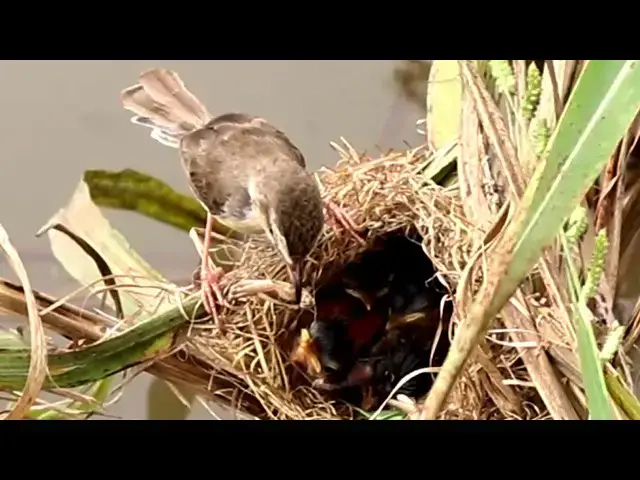 Video thumbnail for The Wild Bird Catching Food to Feeding Babies in Nest