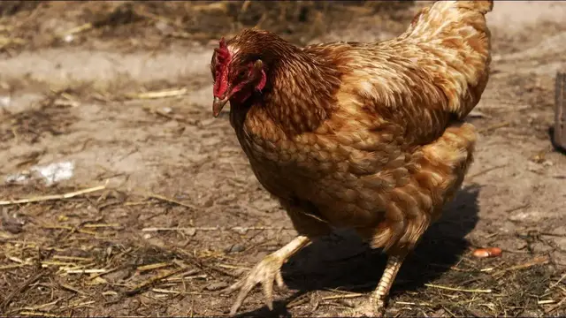 Video thumbnail for Lohmann Brown Chickens: Pros & Cons