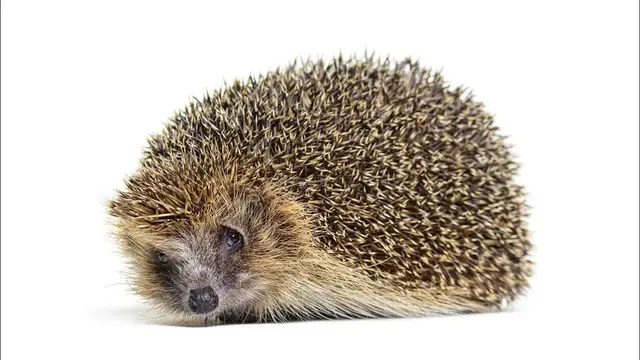 Video thumbnail for Do Hedgehogs Make Good Pets: Pros & Cons?