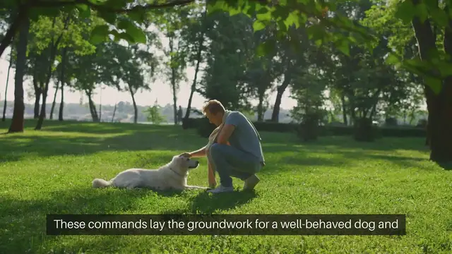 Video thumbnail for Puppy Obedience Commands