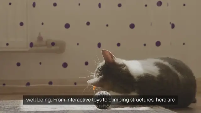 Video thumbnail for Cat Exercise Equipment Suggestions