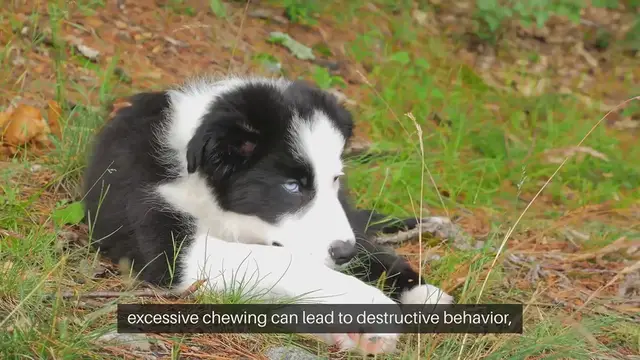 Video thumbnail for Dog Chewing Solutions