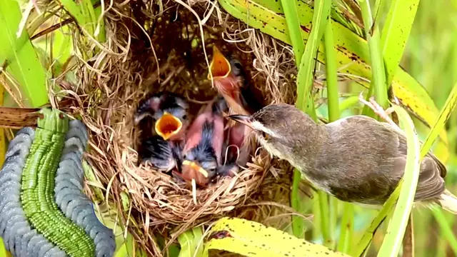 Video thumbnail for Waiting Food