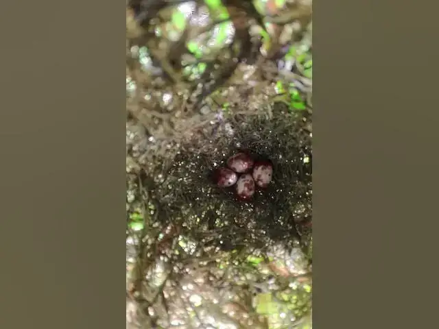 Video thumbnail for Top Bay Bird Wait Feed EP#012 #birdslover #birdwatch #wildlife #birdwatching #nature #birds