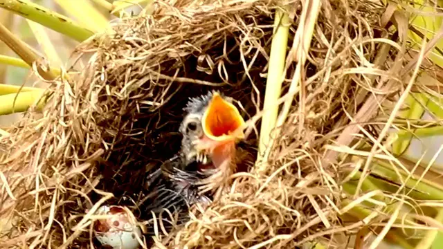 Video thumbnail for Bird Hungry In Nest
