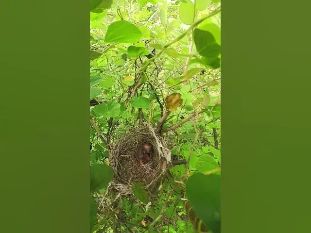 Video thumbnail for small nest of baby peacok in nest  #birds #nest #birdhome #birdnest #birdslover #birdshelter #bird