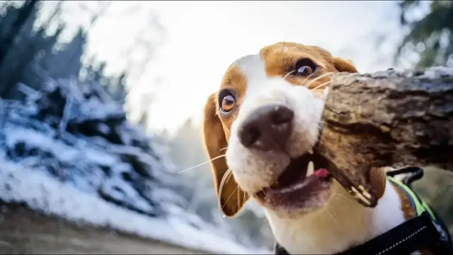Video thumbnail for 9 Interesting Facts About Beagles