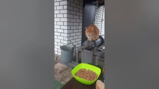 Video thumbnail for What Should a Cat Eat?