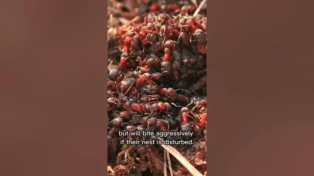 Video thumbnail for What happens if you touch a red ant?🤨🤔#shorts