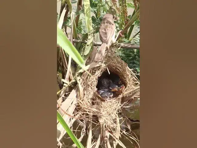 Video thumbnail for IQ 100 Bird Feed