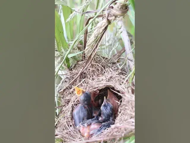 Video thumbnail for All Gain Grown Babies Bird